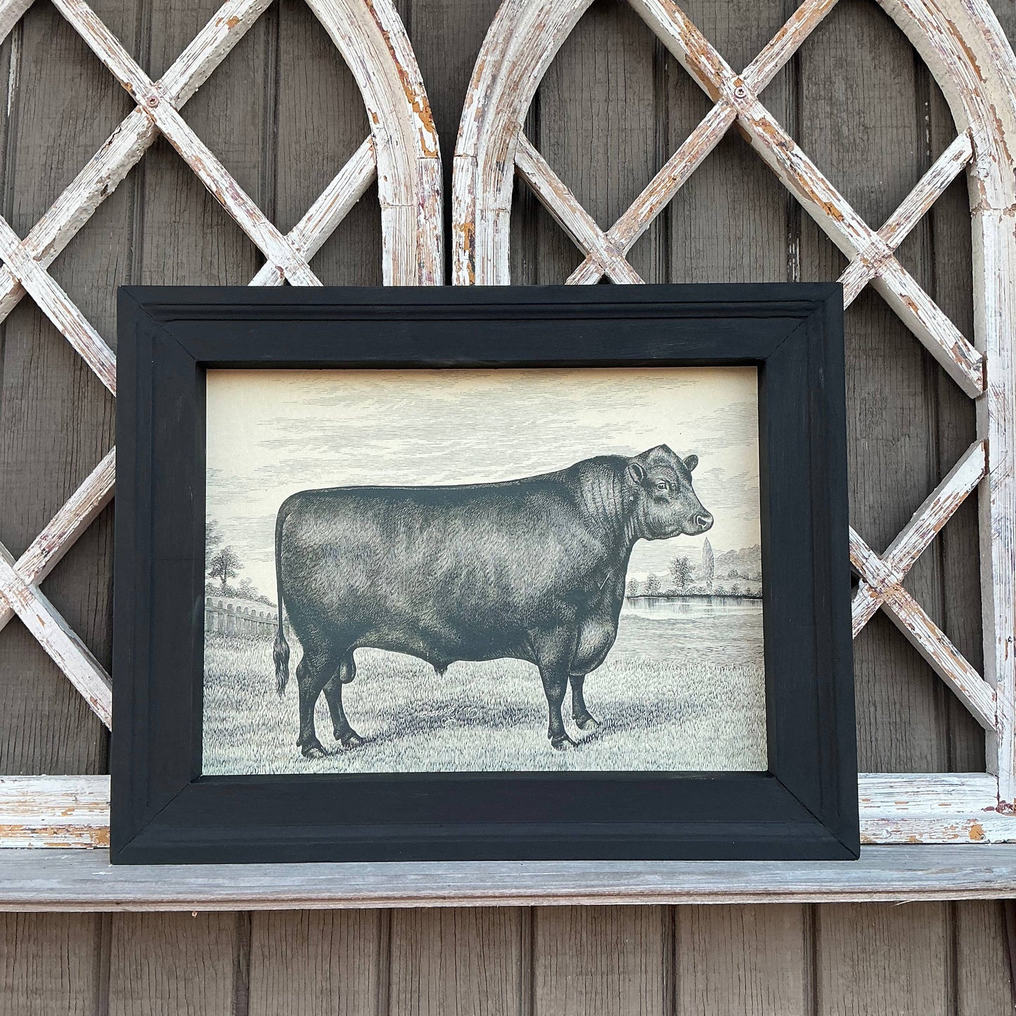 Framed Canvas Print of Angus Bull