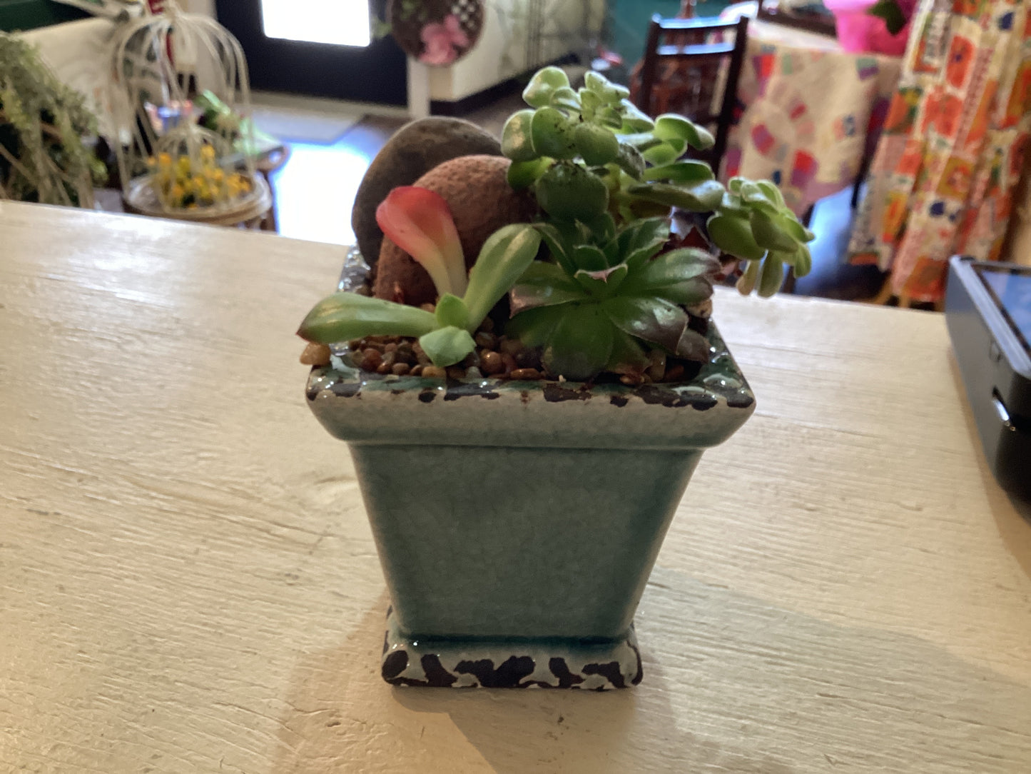 Blue Pot Succulents