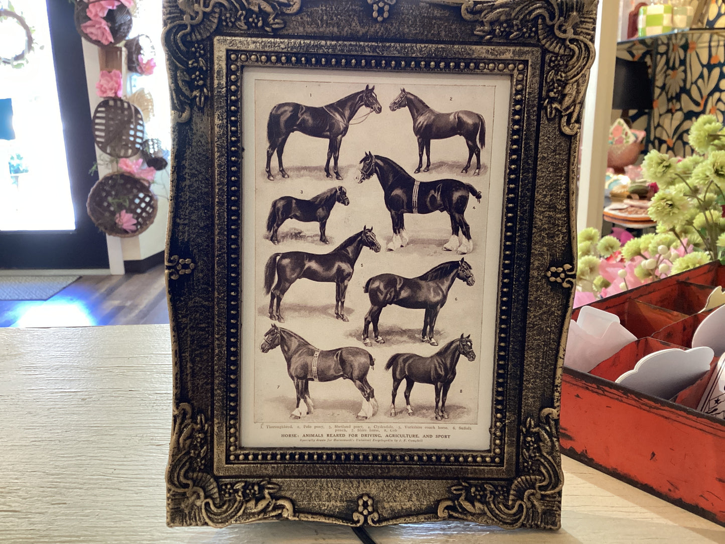 Horse Breed Wall Art