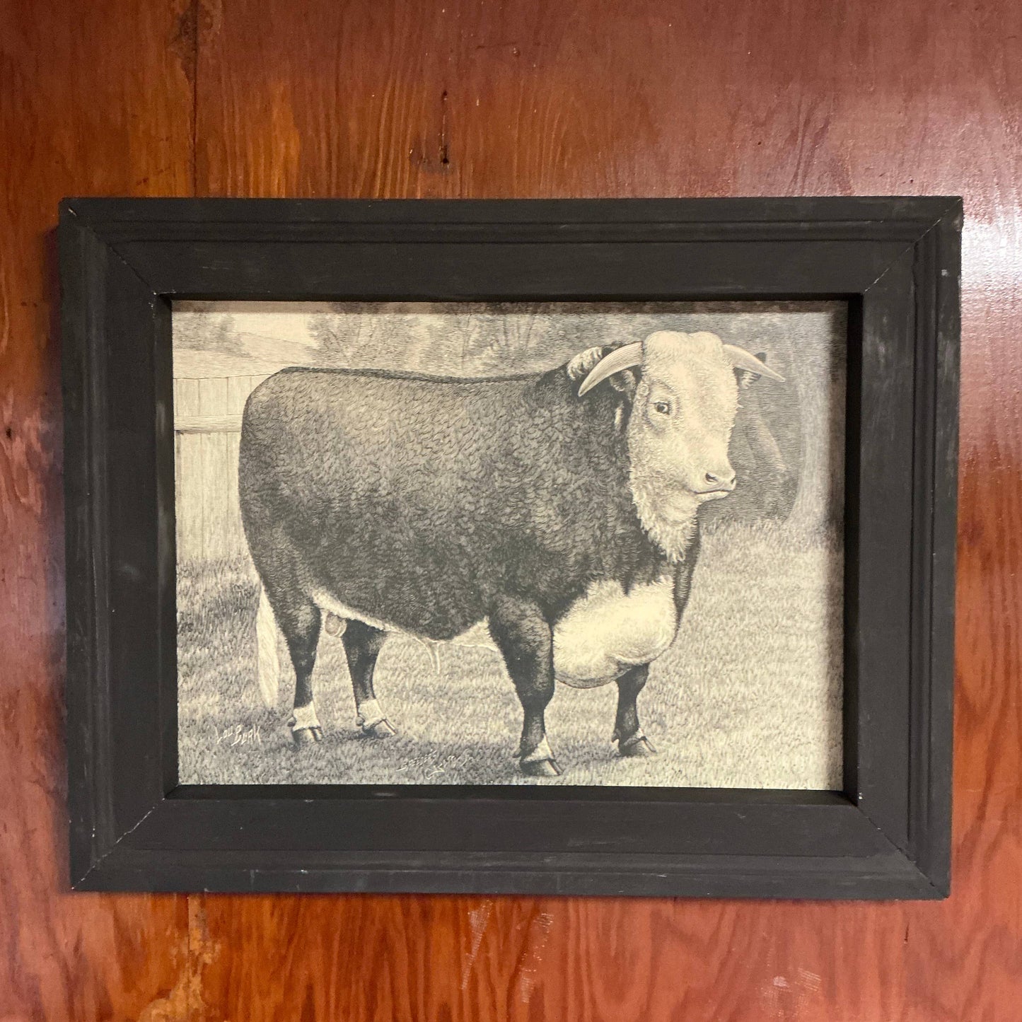 Framed Canvas Print of Hereford Bull