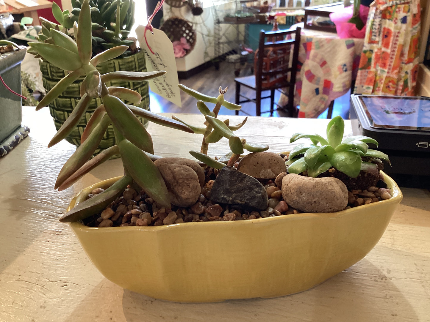 Yellow Oblong Succulent Pot