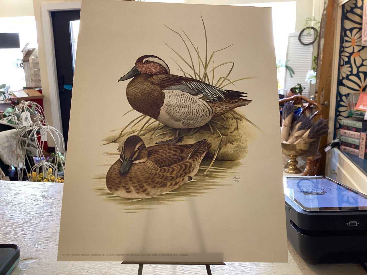 Vintage (1971) Duck Print