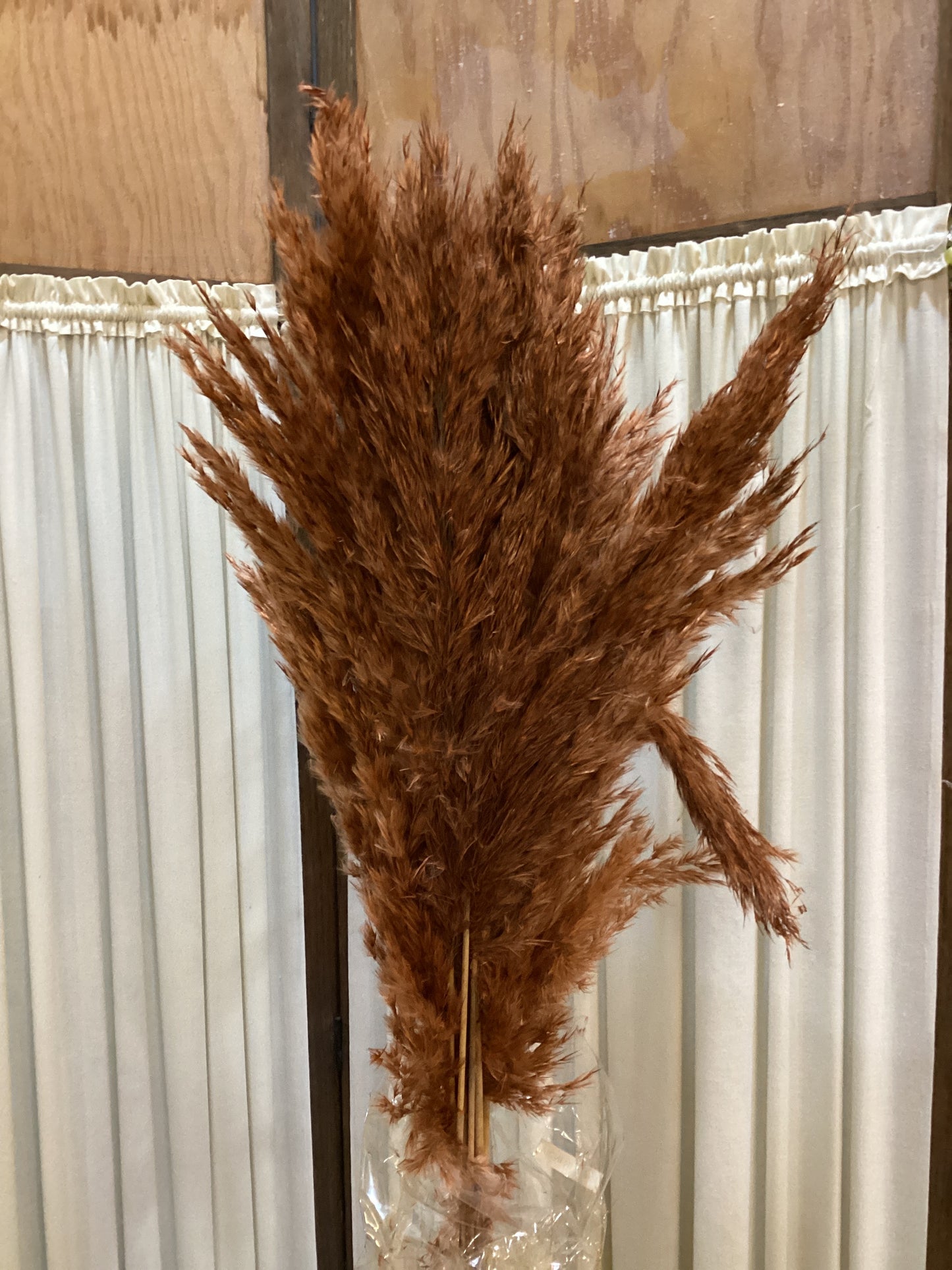 Auburn Pampas Grass