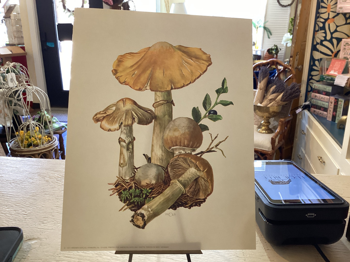 Vintage (1971) Mushrooms Print Original 1963