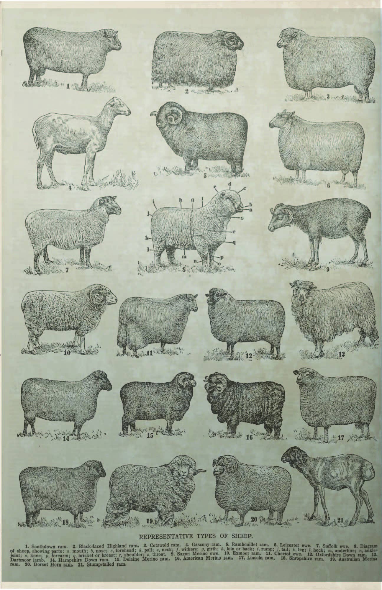 Sheep breed hanging canvas