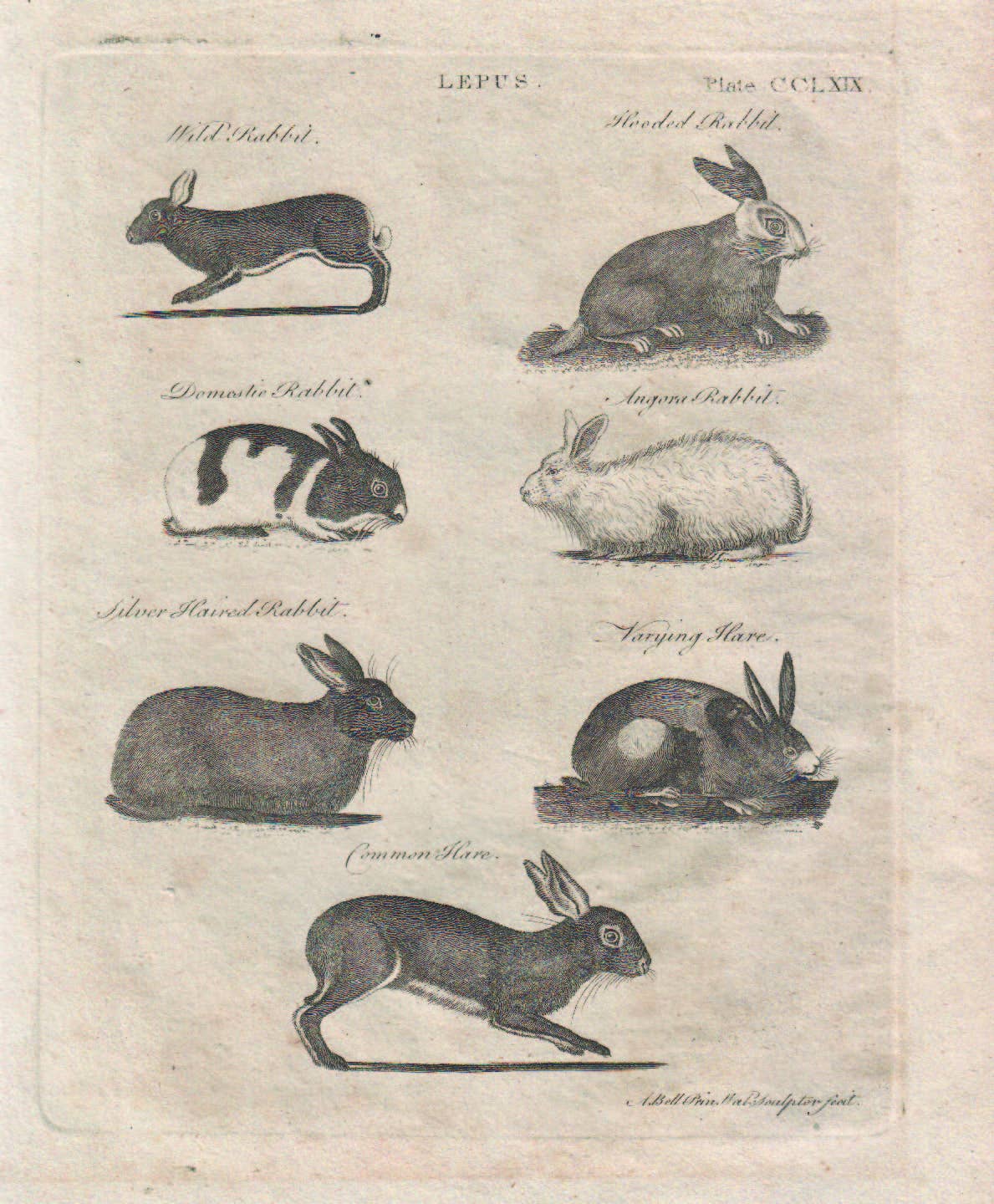 Vintage Rabbit Poster