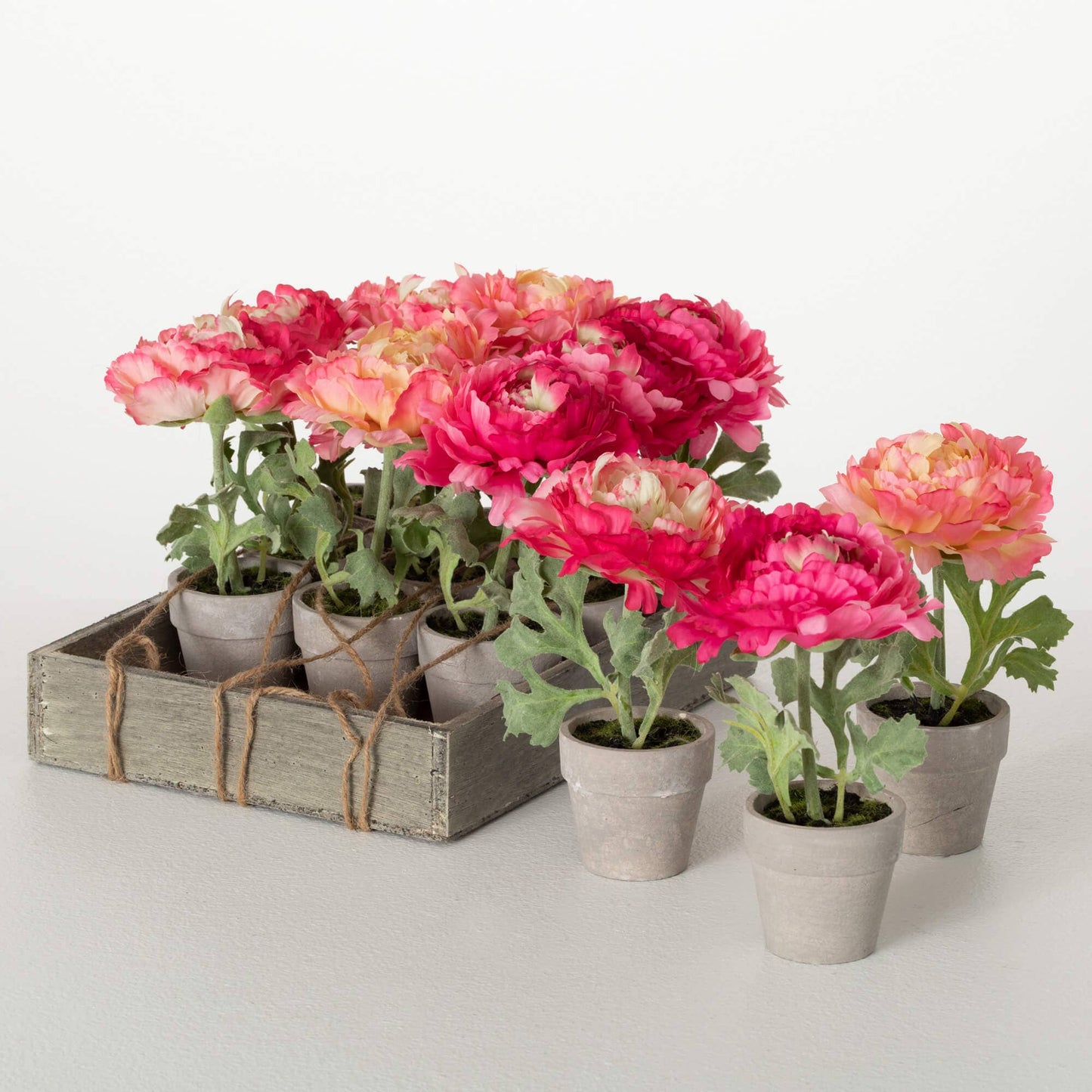 POTTED PEONY