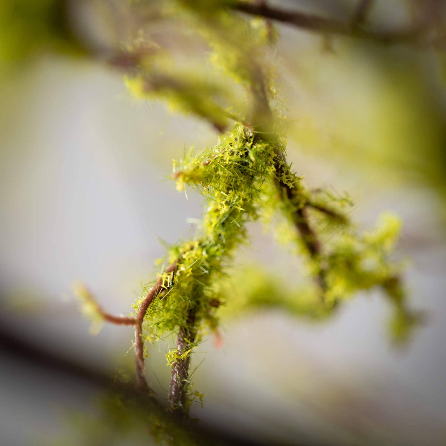 MOSSY DROP BRANCH
