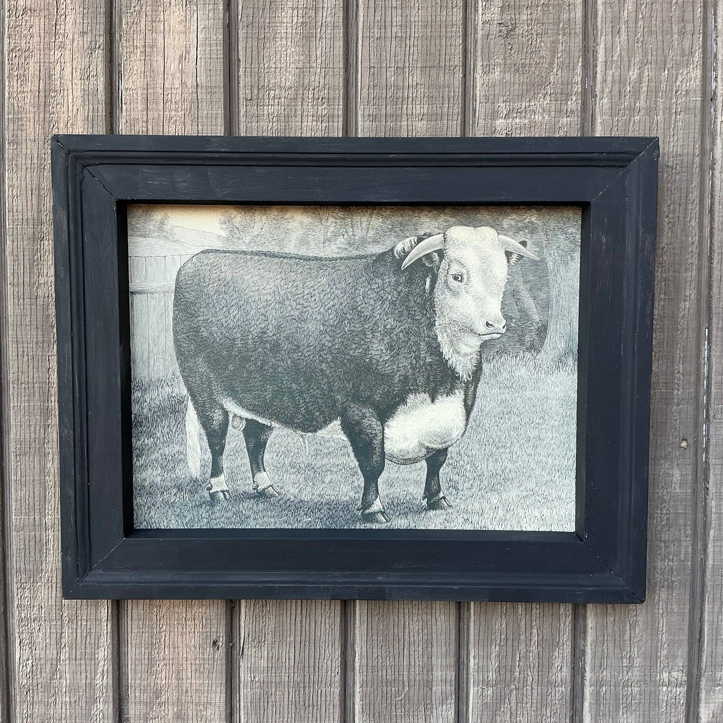 Framed Canvas Print of Hereford Bull
