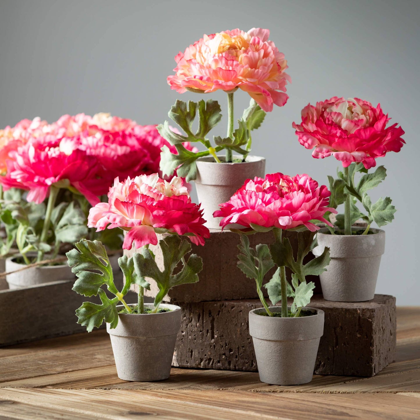 POTTED PEONY
