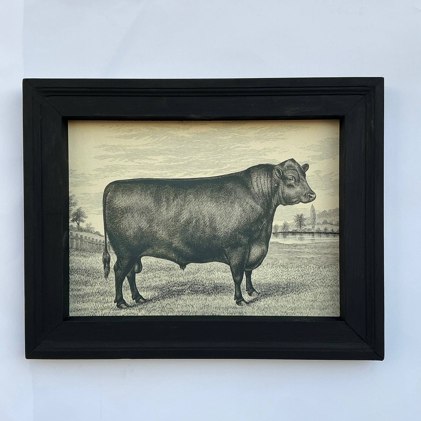 Framed Canvas Print of Angus Bull