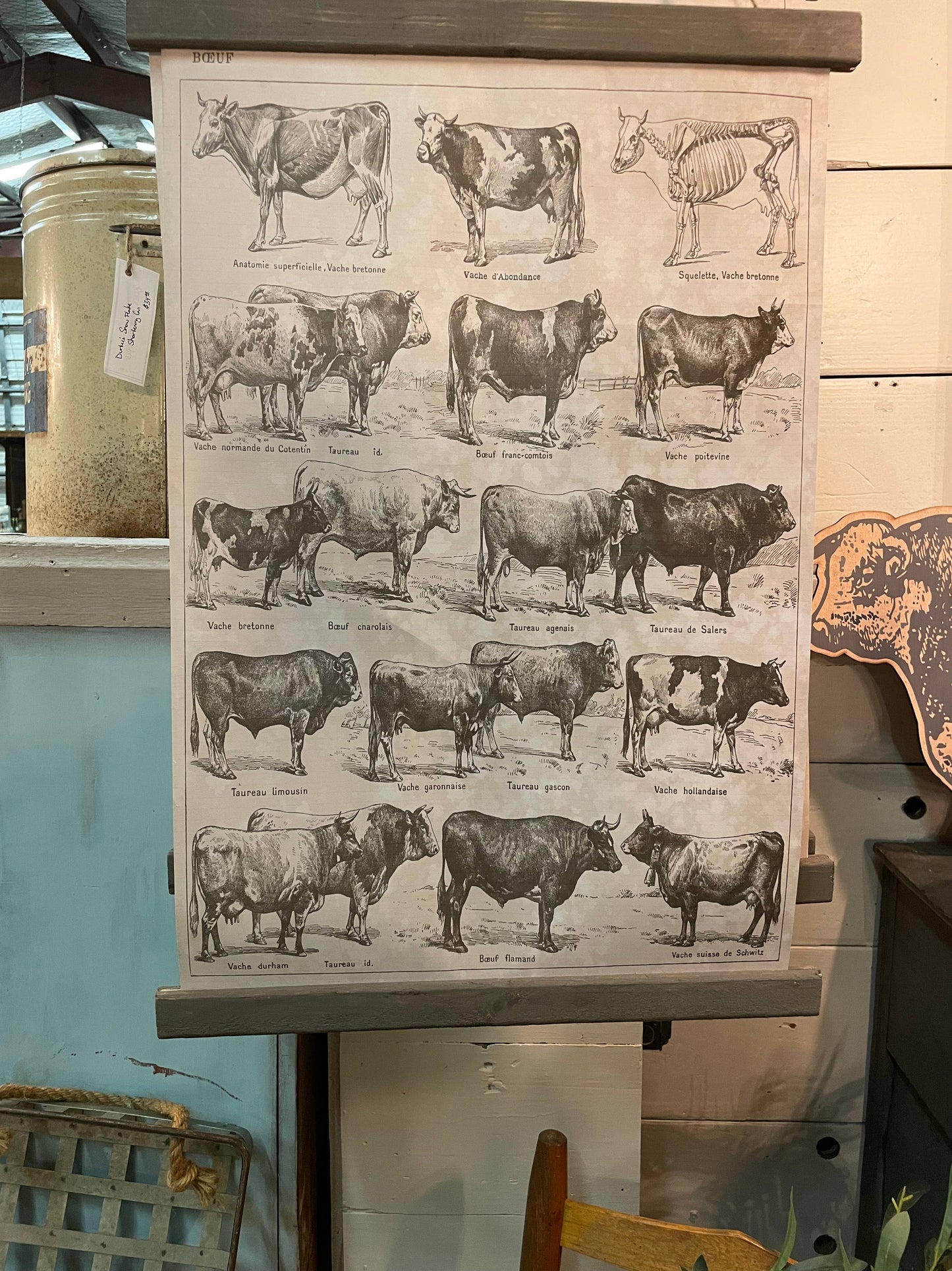 Beef Breeds Poster