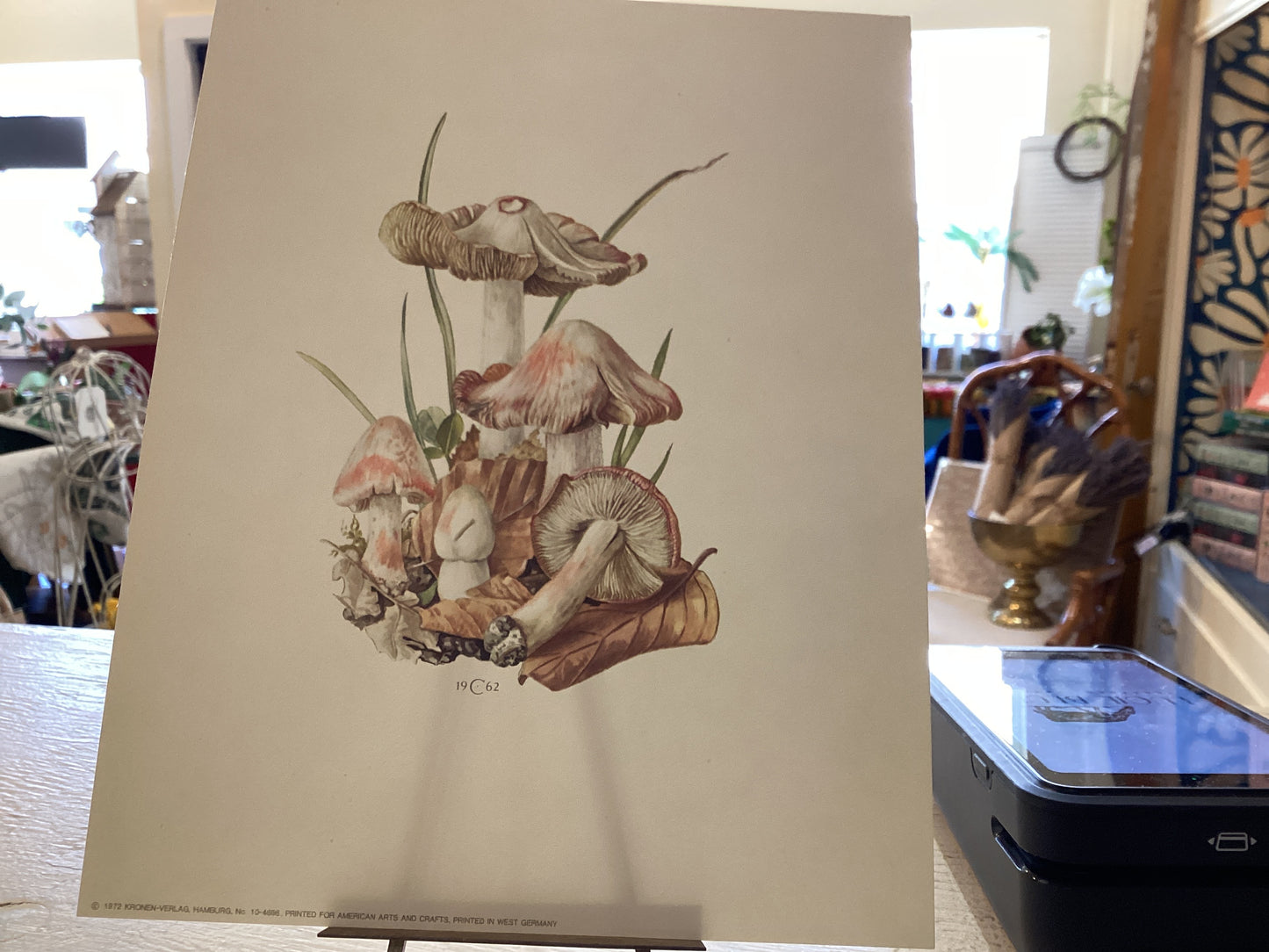 Vintage (1972) Mushrooms Print Original 1962