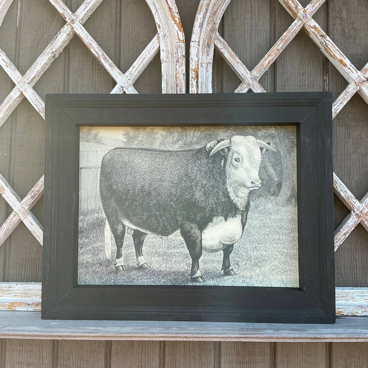 Framed Canvas Print of Hereford Bull