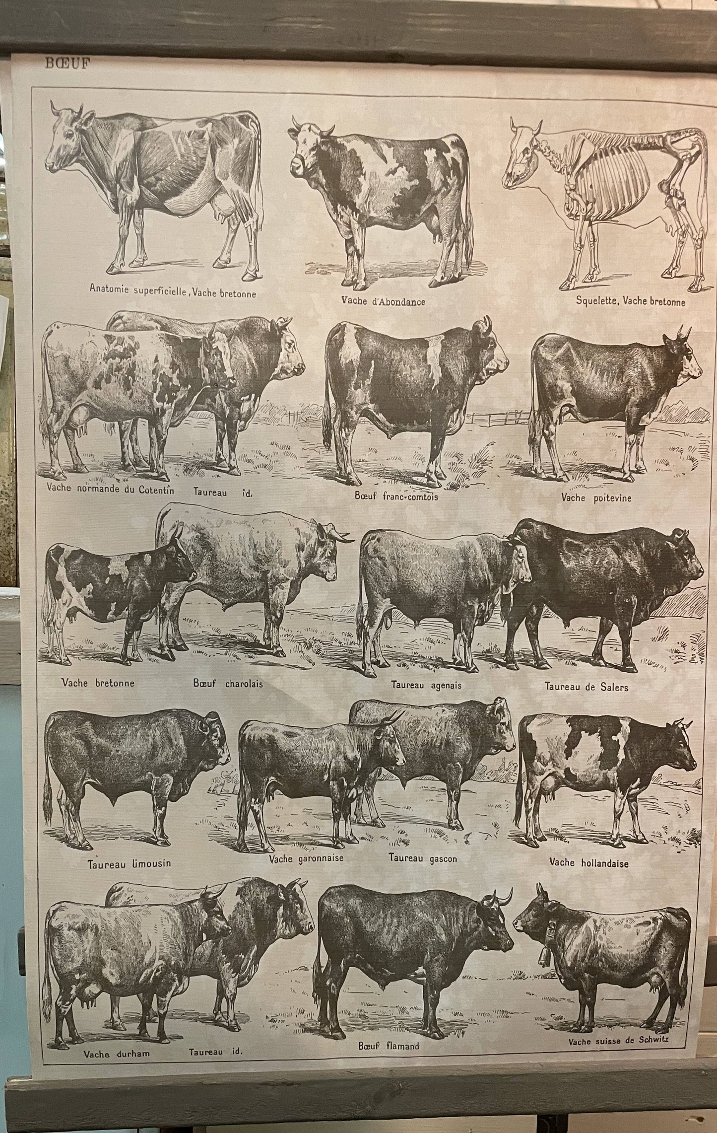 Beef Breeds Poster