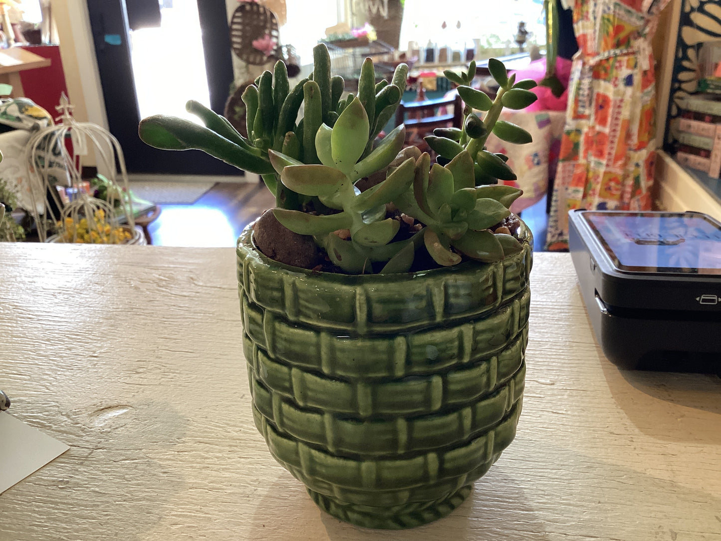 Green Basket Pot Haeger Succulents