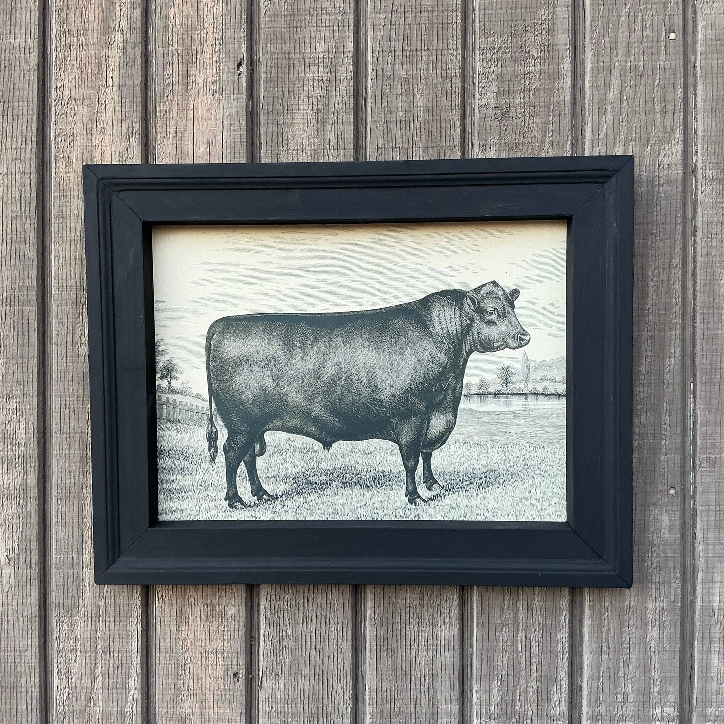 Framed Canvas Print of Angus Bull