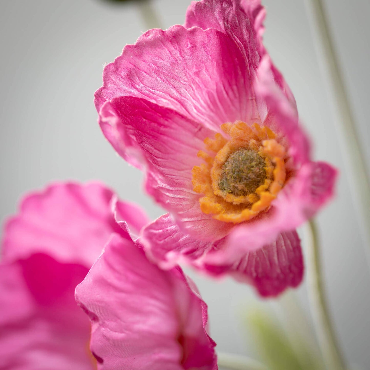 LONG PINK POPPY STEM