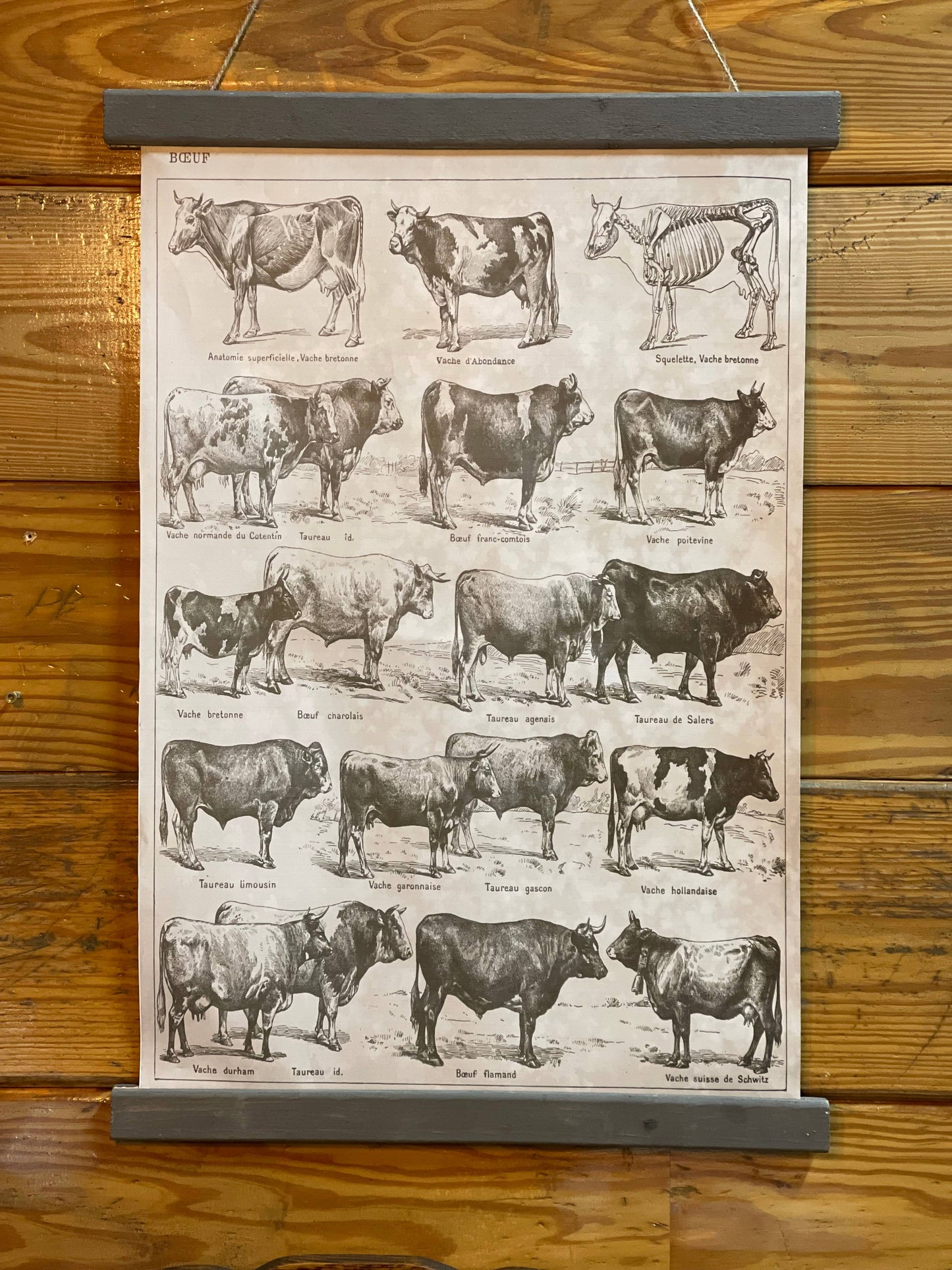 Beef Breeds Poster