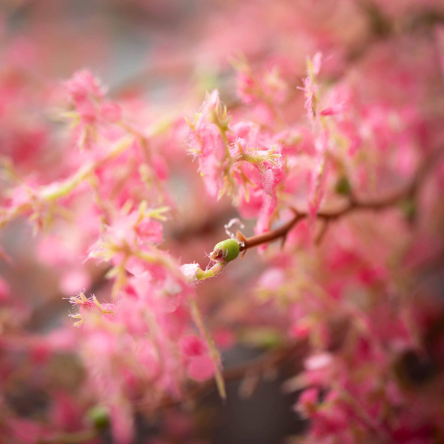 PINK  MINI LILAC SPRAY