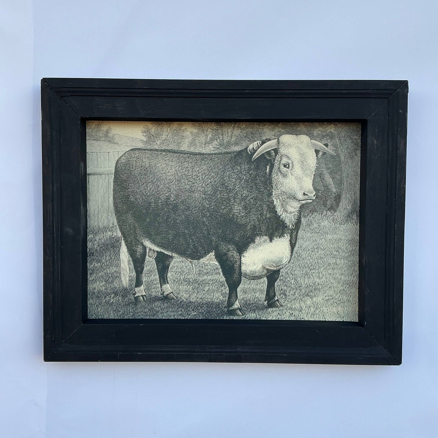 Framed Canvas Print of Hereford Bull