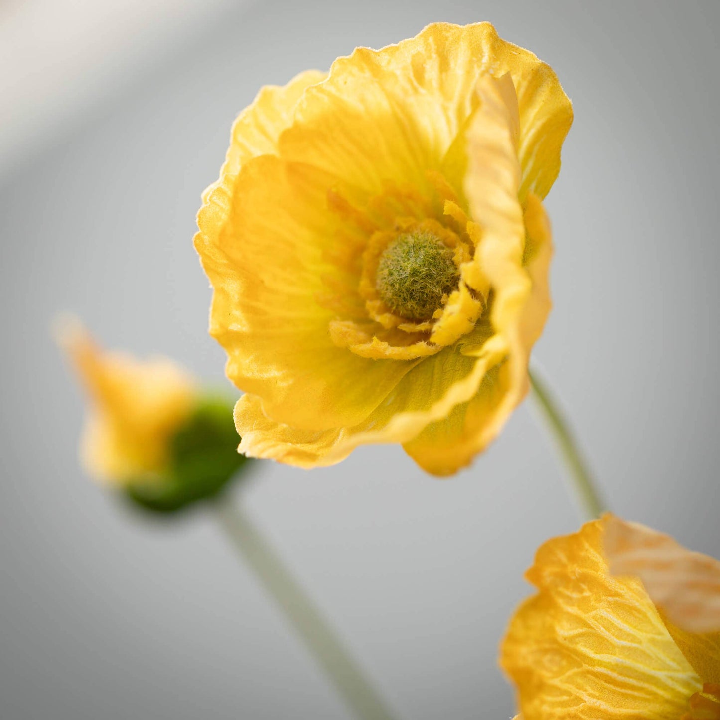 LONG YELLOW POPPY STEM