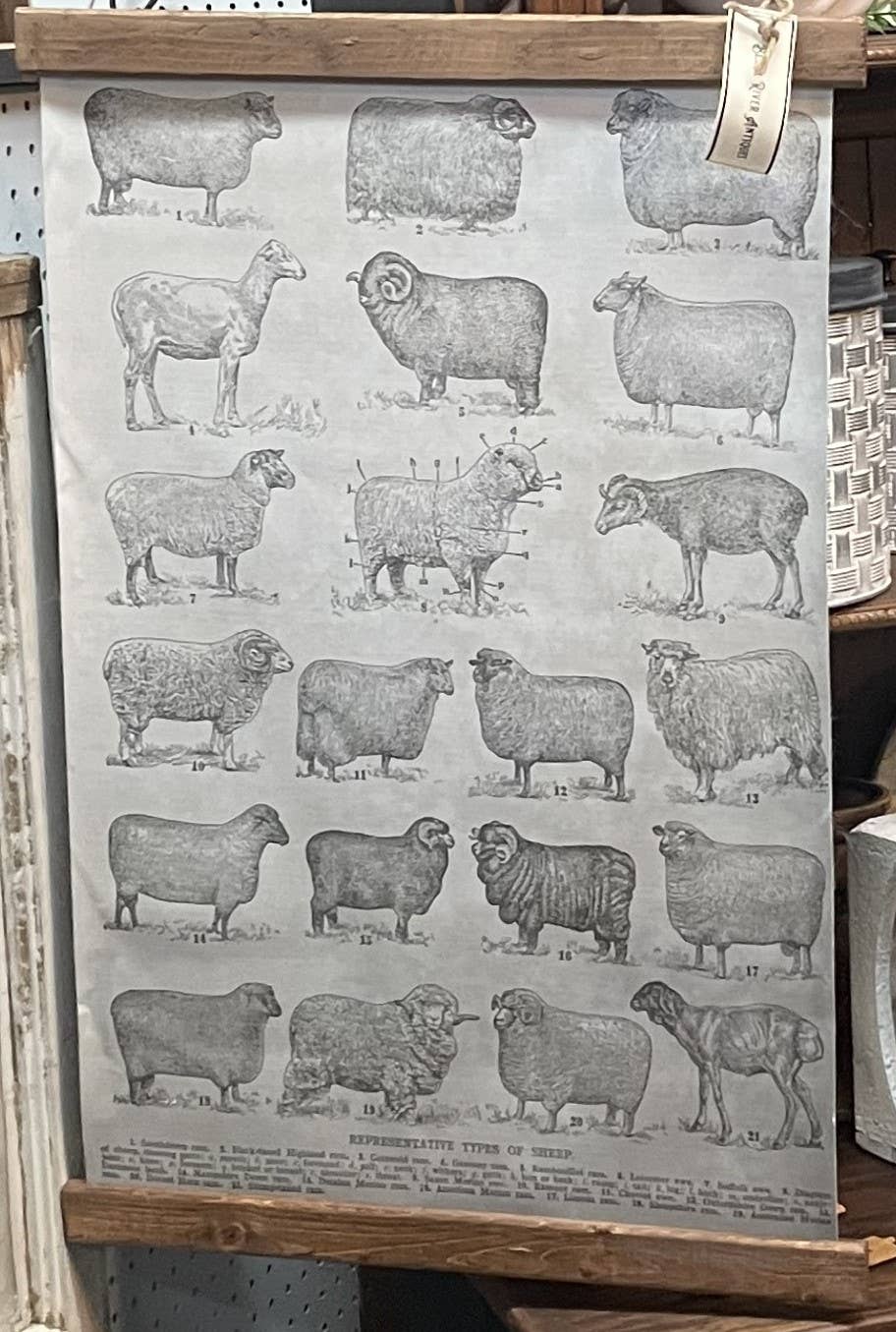 Sheep breed hanging canvas